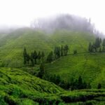 Goodricke Group Limited’s Darjeeling Gardens Achieve Remarkable Carbon Sequestration Milestone